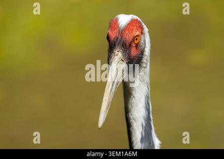 Sarus Kranporträt. Bronx Zoo, New York. Stockfoto