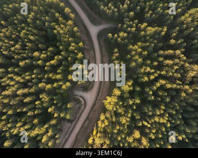 Aus der Vogelperspektive der gewundenen Schotterwaldstraße durch Kiefernwälder zur goldenen Stunde, Lettland Stockfoto