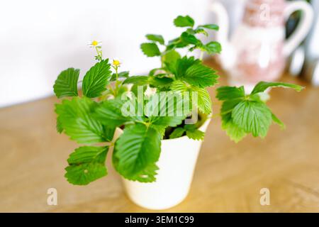 Blühende Erdbeeren im Blumentopf Stockfoto