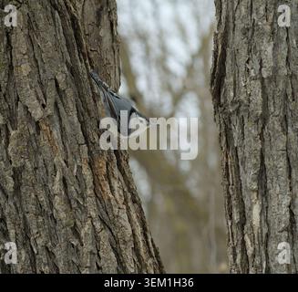 Weißreiher Nuthatch, seitlich auf einem zerklüfteten Baumstamm Stockfoto