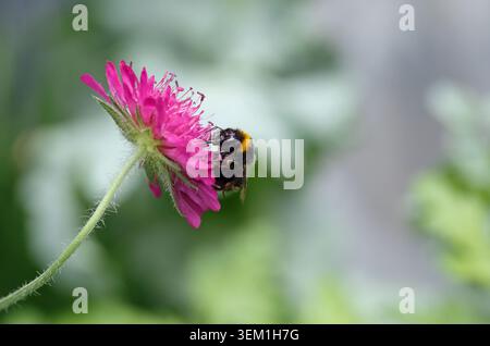 Seitenprofilansicht einer Hummel, die sich an einer violetten Strauchblume mit einem natürlichen, unscharfen Hintergrund ernährt Stockfoto