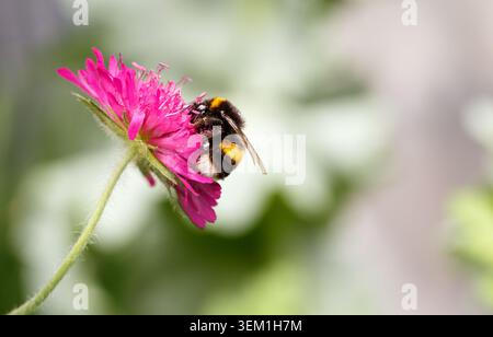 Hummel Fütterung an einer Makedonien Roter Ritter Einstielblume auf einem unscharfen Garten Hintergrund Stockfoto