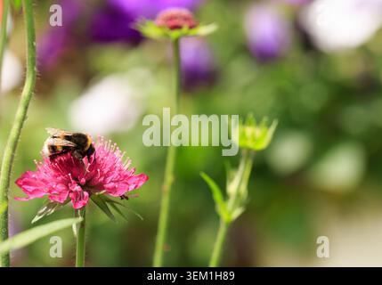 Hummeln fressen an einer mazedonischen Roten Ritter-Blume vor einem Naturgarten Hintergrund Stockfoto