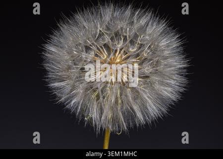 Löwenzahn-Samenstand vor dunklem Hintergrund , Deutschland, 4.06.2026, Makroaufnahme eines reifen Löwenzahns Taraxacum officinale mit filigranen Samen und feinen Flugschirmen vor schwarzem Hintergrund. Detailansicht der natürlichen Struktur eines verblühten Korbblütlers. *** Löwenzahn-Samenkopf vor dunklem Hintergrund, Deutschland, 4 06 2026, Makroaufnahme eines Reifen Löwenzahn Taraxacum officinale mit filigranen Samen und feinen Regenschirmen vor schwarzem Hintergrund Detailansicht der natürlichen Struktur einer verblassten Verbundblume Stockfoto