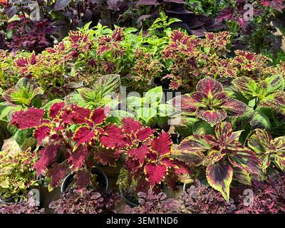 Coleus Pflanze bemalte Brennnessel oder Flammennessel Stockfoto