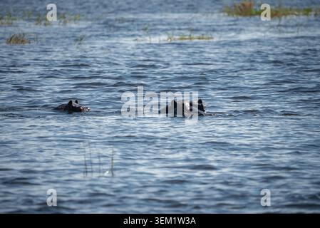 Flusspferde in Chobe River, Botswana, Ohren und Augen über dem plätschernden Wasser Stockfoto