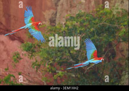 Zwei Aras fliegen perfekt synchron vor tropischer Kulisse und roten Felsen, Grüner Flügelaras oder dunkler Scharlach (Ara chloroptera), Buraco Stockfoto