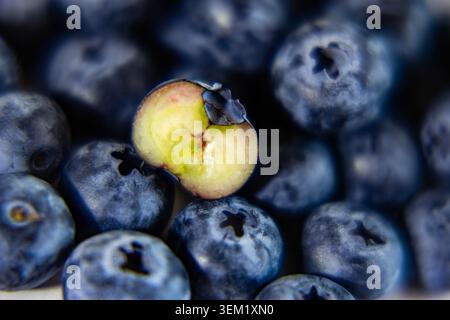 Extreme Makrofotografie einer geschnittenen Hälfte einer frischen, rohen Heidelbeere, die auf einem Haufen ganzer Beeren liegt. Geringe Tiefenschärfe mit Fokus auf das inn Stockfoto