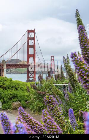 Die Golden Gate Bridge überspannt die Meerenge, während leuchtend violette Echium Candicans und üppiges grünes Laub die berühmte rote Hängebrücke und das malerische san fr umrahmen Stockfoto