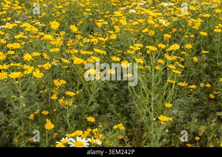 Nahaufnahme eines Feldes voller Gänseblümchen und Kamille. Blumen auf dem Land. Gelb und grün. Stockfoto