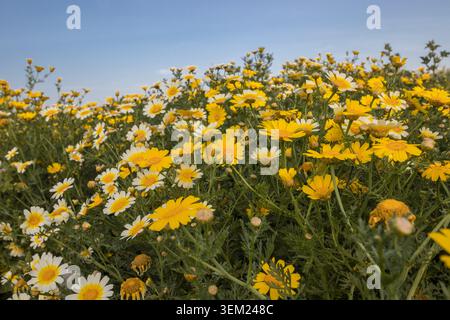 Nahaufnahme eines Feldes voller Gänseblümchen und Kamille. Blumen auf dem Land. Gelb und grün. Stockfoto