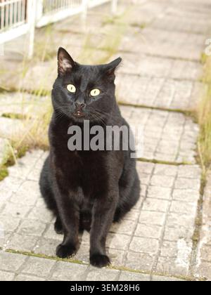 Schwarze Katze, die auf Gehsteig sitzt Stockfoto