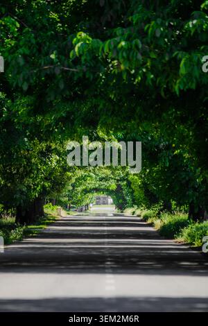 Blick auf eine gerade Asphaltstraße, die durch einen üppig grünen Baumtunnel führt, mit Sonnenlicht, das durch das dichte Vordach Sremska Mitrovica, Vojvodina filtert Stockfoto