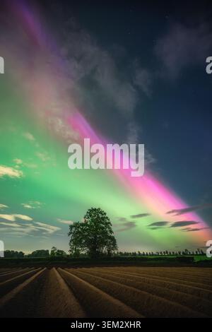 Blick auf die leuchtend rosa und grüne Aurora Borealis, die sich über den Nachthimmel über einem einsamen Baum und gepflügten Feld in Oldtown, County Dublin, Irelan erstreckt Stockfoto
