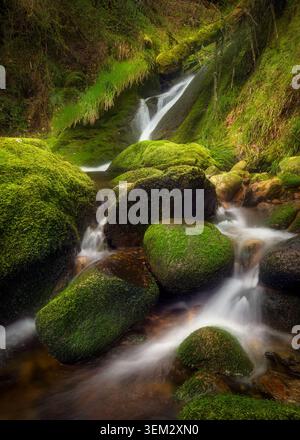 Blick auf einen kleinen Wasserfall, der über große moosige Felsen entlang des Wicklow Way in einem üppigen grünen Wald fließt, County Wicklow, Irland. Stockfoto
