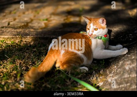 Ein Ingwer und eine weiße Katze, die ein Gurtzeug trägt, liegt in der Nachmittagssonne auf dem Gras. Stockfoto