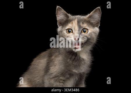 Porträt von Meowing Schildkröte Kitten, Blick in die Kamera auf isoliertem schwarzen Hintergrund Stockfoto