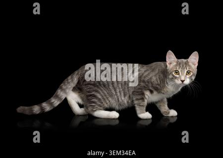 Kauerndes Tabby Kitten, Seitenansicht auf isoliertem schwarzem Hintergrund Stockfoto