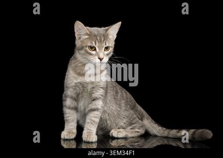 Cray Tabby Kitten sitzt auf isoliertem schwarzen Hintergrund Stockfoto