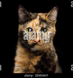 Niedliches Porträt der Schildkrötenkatze mit riesigen gelben Augen auf isoliertem schwarzem Hintergrund mit Reflexion, Vorderansicht Stockfoto