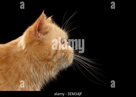 Großaufnahme Porträt exotische Ingwerkatze in Profilansicht auf schwarzem Hintergrund Stockfoto