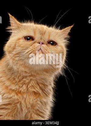 Nahaufnahme Porträt der exotischen Ingwer Kurzhaarkatze auf schwarzem Hintergrund Stockfoto