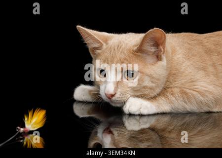 Roter Kätzchen liegend und spielend mit Spielzeug auf isoliertem schwarzem Hintergrund mit Reflexion Stockfoto