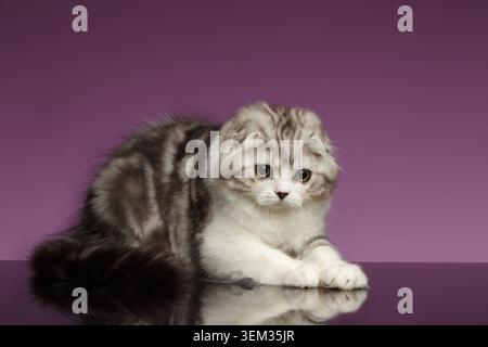 Weißer Tabby Scottish Fold Kitten spielt auf lila Hintergrund Stockfoto