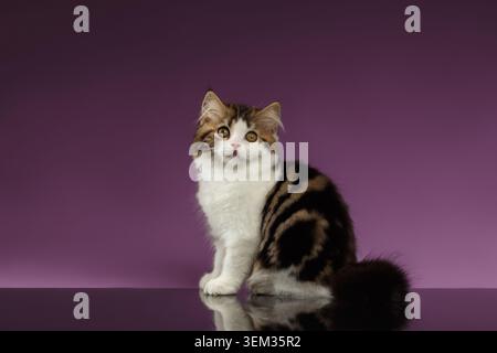 Niedliches Tabby Scottish Straight Kitten sitzt auf lila Hintergrund Stockfoto