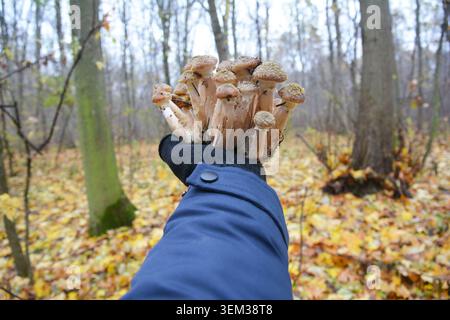 Armillaria mellea, allgemein bekannt als Honigpilz. Sammeln von Pilzen. Waldpilz, Waldpilz Foto. Mushroomer, der Honigpilz-Brei sammelt Stockfoto