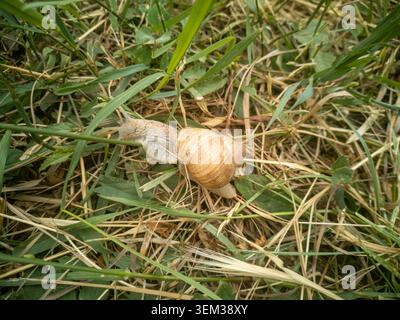 Römische Schnecke kriecht durch trockenes und grünes Gras in einem natürlichen Wiesenhabitat. Stockfoto