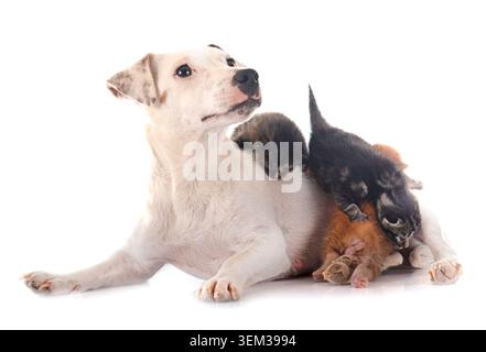 jack russel Terrier und junges Kätzchen im Studio Stockfoto