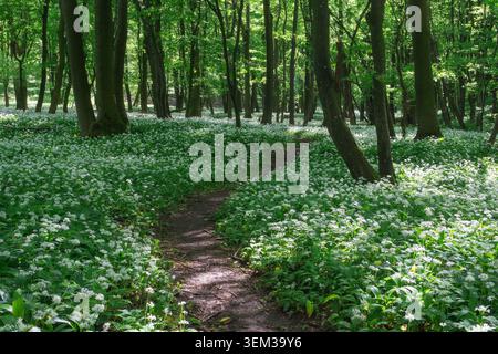 Blick auf einen schmalen, unbefestigten Pfad, der sich durch einen üppig grünen Wald schlängelt, der mit blühenden weißen wilden Knoblauchblüten in der Nähe des Hrudy Creek Bukova, Region Trnava Stockfoto