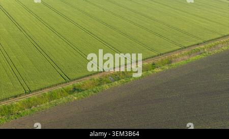 Luftbild über goldenem Getreidefeld, bereit für die Ernte, weht im Wind. Stockfoto