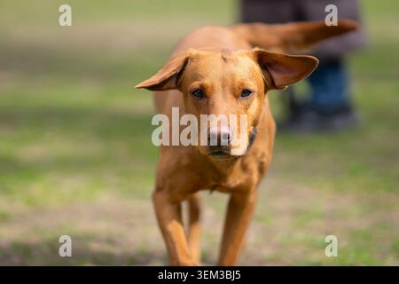 Fox Red Labrador Retriever, der durch einen grasbewachsenen Park auf die Kamera zuläuft, wird in Bewegung mit fokussierten Augen und Ohren aufgenommen, die vom Wind angehoben werden. Stockfoto
