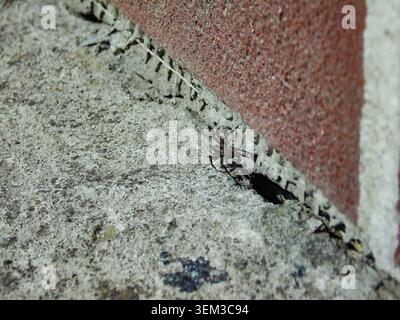 Getarnte Spinne, die bei Tageslicht auf strukturiertem Beton ruht. Die Arachnide ist wahrscheinlich eine Wolfsspinne aus der Familie der Lycosidae. Stockfoto