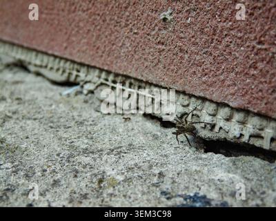 Kleine Spinne, getarnt auf rauem Beton in der Nähe einer Mauer. Der Arachnid scheint eine Wolfsspinne aus der Familie Lycosidae zu sein. Stockfoto