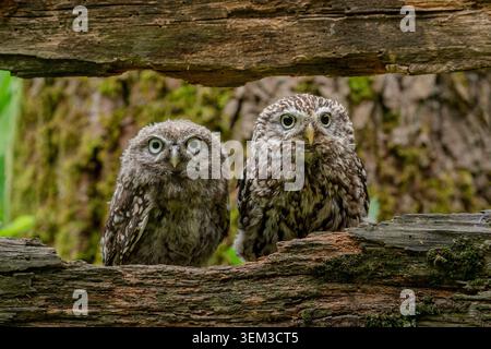Zwei kleine Eulen, die zusammen im Vereinigten Königreich sitzen. Bezauberndes Paar junger Eulen, die natürliches Verhalten in der Wildnis zeigen. Stockfoto