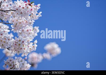 Weiße Kirschblüten in voller Blüte, eingerahmt vor einem tiefblauen Frühlingshimmel, die die Schönheit der japanischen Sakura-Saison einfangen Stockfoto