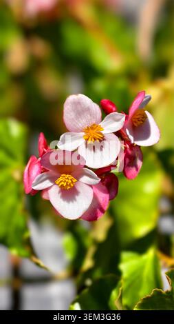 Ansammlung rosa und weißer Begonienblüten mit gelben Mittelpunkten Stockfoto