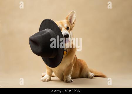 Ein brauner Corgi nimmt einen schwarzen Hut mit seinem Mund auf, während er auf beigefarbenem Hintergrund liegt. Stockfoto