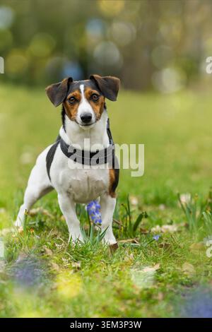 Erwachsener Jack russel Terrierhund auf einer Frühlingswiese Stockfoto