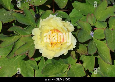 Paeonia „Gelber Himmel“. Nahaufnahme Vollformat Halbdoppelhybride Pfingstrosenblüte, blasses Kerzengelb mit tieforange roten zentralen Flecken. Stockfoto