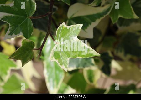 Hedera Helix „Brightstone“. Nahaufnahme von fünf Lappen Efeu mit leicht gewellter randfarbiger Creme mit grüner Mitte. Stockfoto
