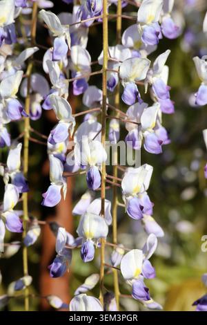 Wisteria floribunda „Texas Falls“. Nahaufnahme erbsenartiger Glyzinien-Blüten mit weißem Oberteil, lilafarbenem Unterteil und gelbem Auge. Im Frühjahr. Stockfoto