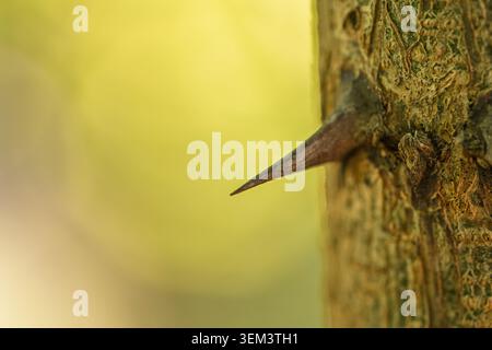 Makro einer schwarzen Heuschrecke Robinia pseudoacacia Dorn, hervorstehend aus strukturierter Rinde mit warmem Sonnenlicht und weichem gelb-grünem Bokeh-Hintergrund, Makro natu Stockfoto