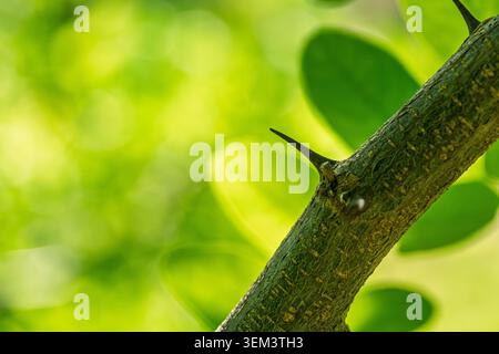 Makro einer schwarzen Heuschrecke Robinia pseudoacacia Zweig mit scharfem Dorn und strukturierter Rinde vor einem weichen grünen Bokeh-Hintergrund unter natürlichem Tageslicht Stockfoto