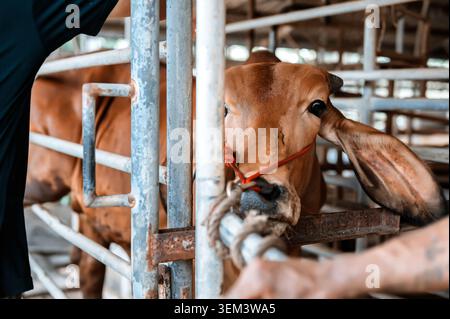 Braune Brahman-Kuh, die in Metallkäfigen steht, Viehzucht, Viehwirtschaft, Landwirtschaft. Nahaufnahme des braunen Kuhkopfes mit rotem Seil für Innenrost Stockfoto