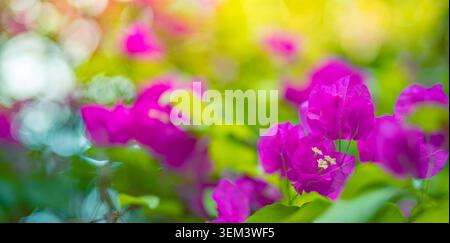 Magenta Bougainvillea-Blüten blühen mit hellem Bokeh in einem tropischen Garten. Rosa-lila Blumenmakro. Blütenblüte Natur Sommerpflanze farbenfroh Stockfoto