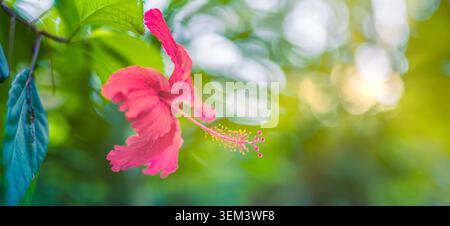 Roter Hibiskusblüte, die sich öffnet, mit verträumtem grünem Bokeh im tropischen Garten, Nahaufnahme. Lebendige exotische Blütenblätter. Blumenblüte Natur Sommerpflanze sonnig Stockfoto